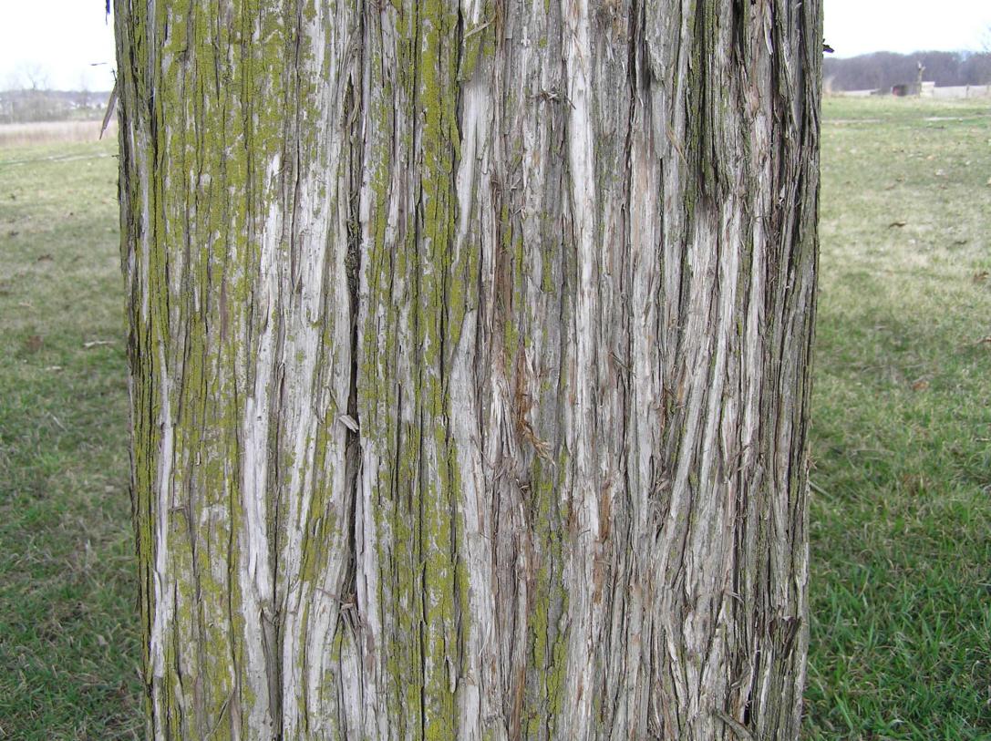Tree bark