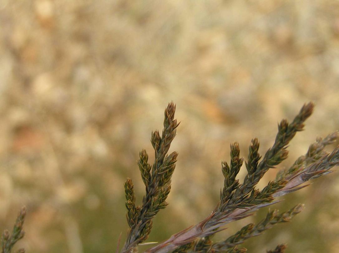 Tree bud