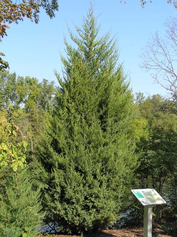 Tree habit