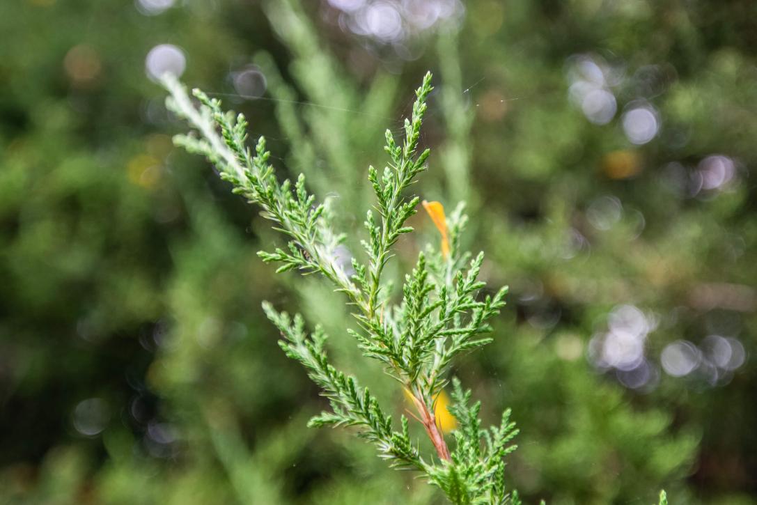 Tree leaves