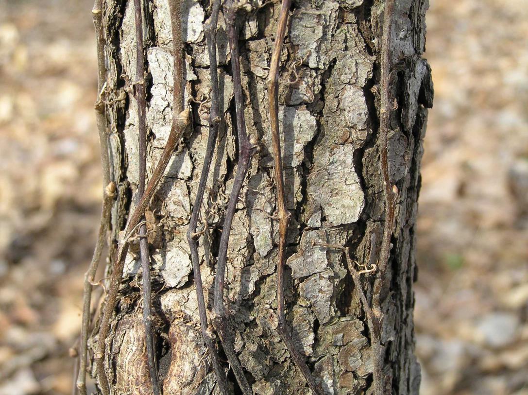 Tree bark