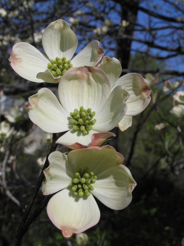 Tree flower