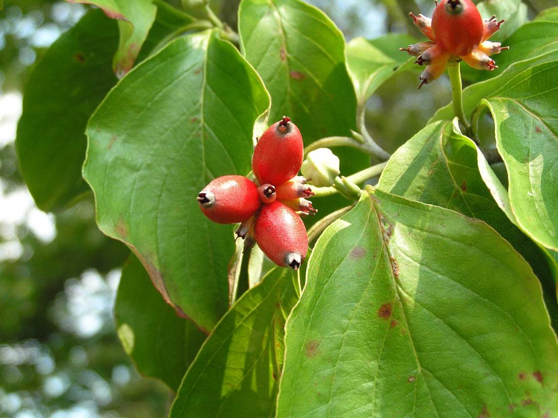 Tree fruit