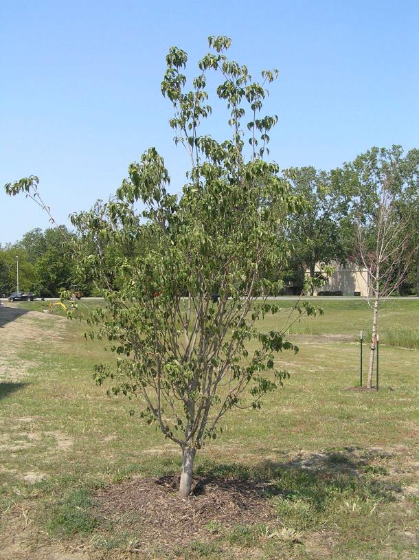 Tree habit
