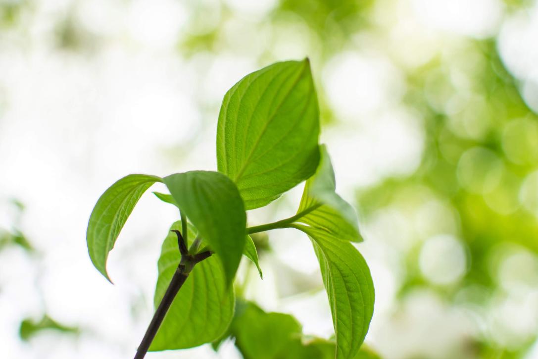 Tree leaves