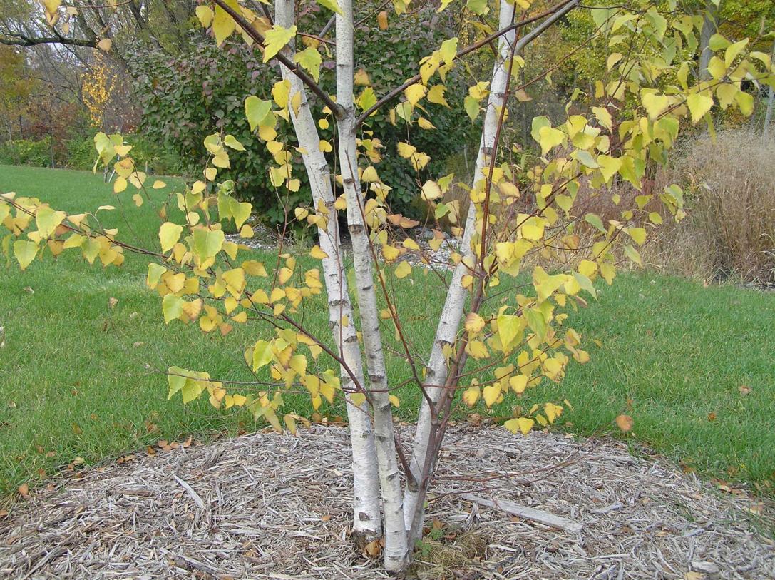 Tree habit