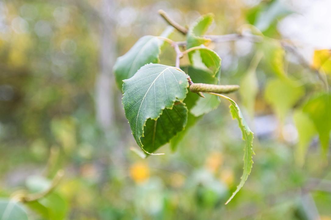 Tree leaves