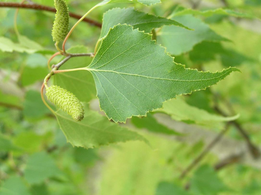 Tree leaves