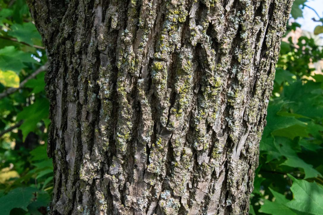 Tree bark