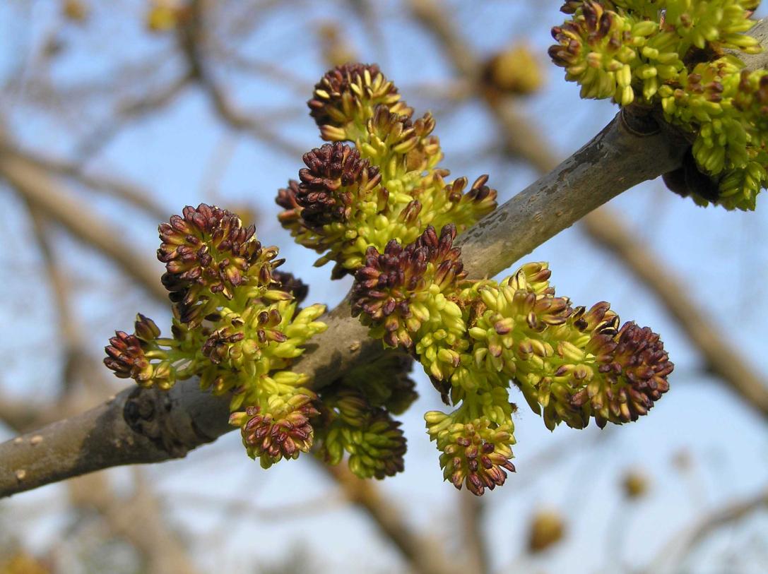 Tree flower