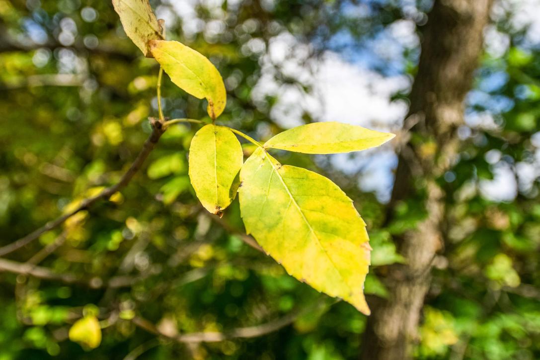 Tree leaves