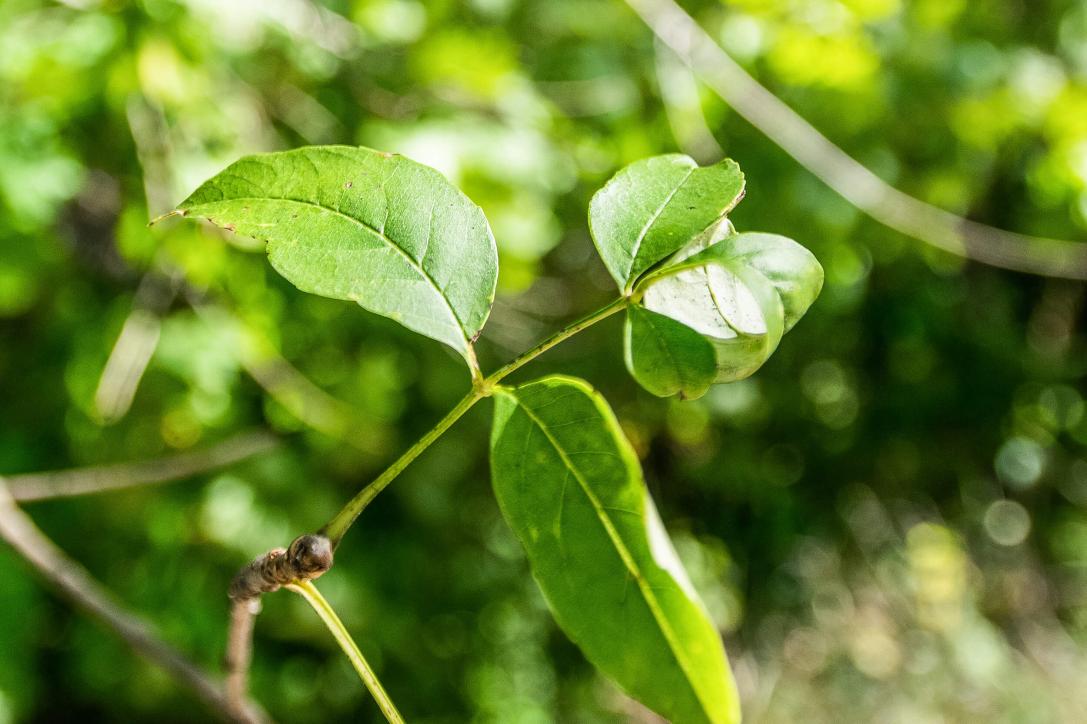 Tree leaves