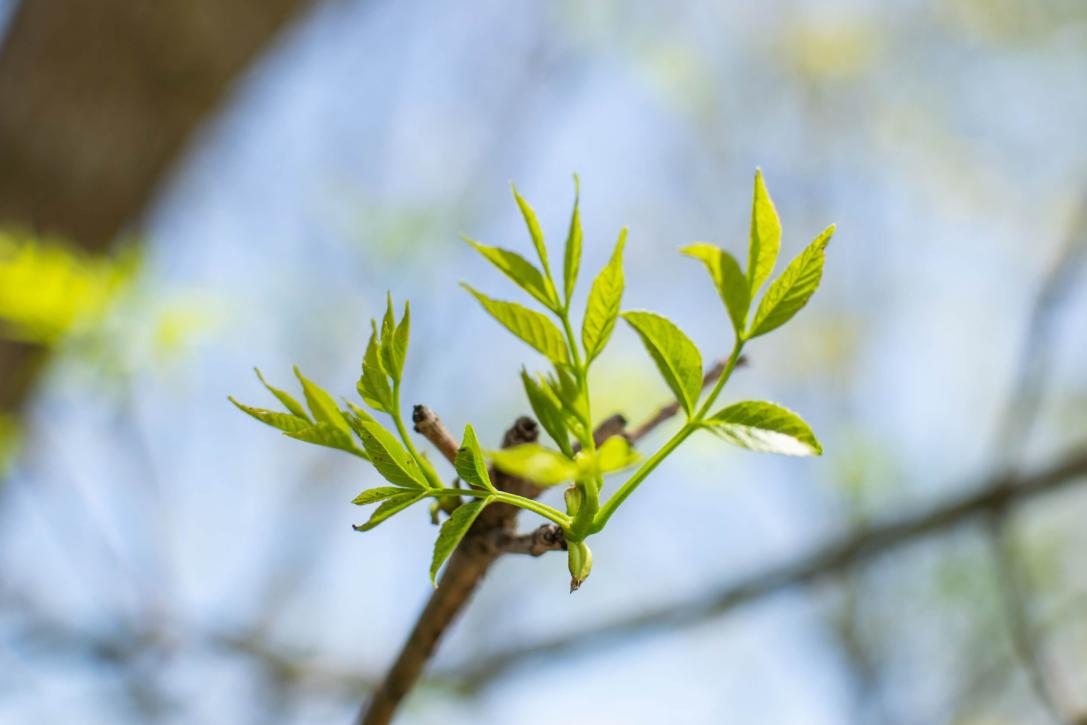 Tree leaves