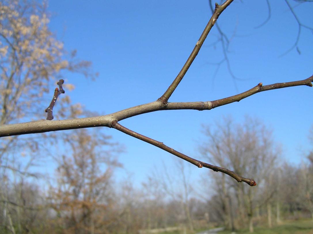 Tree branch