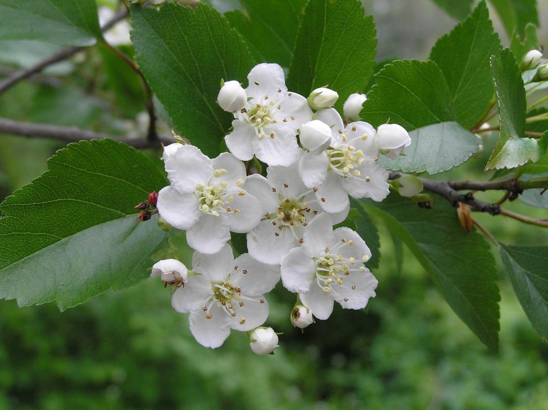 Tree flower