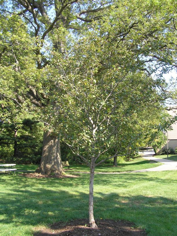 Tree habit