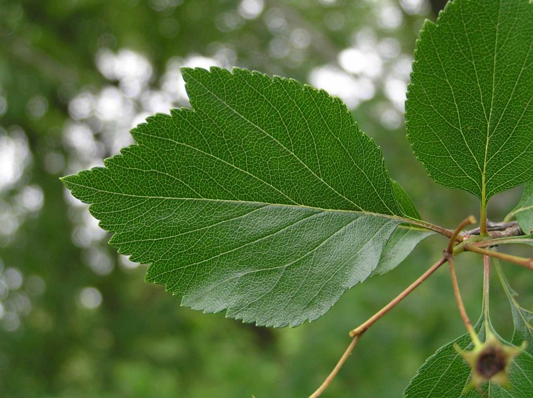 Tree leaves