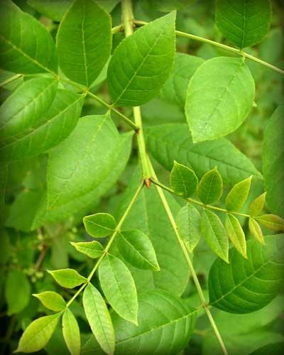 Tree leaves