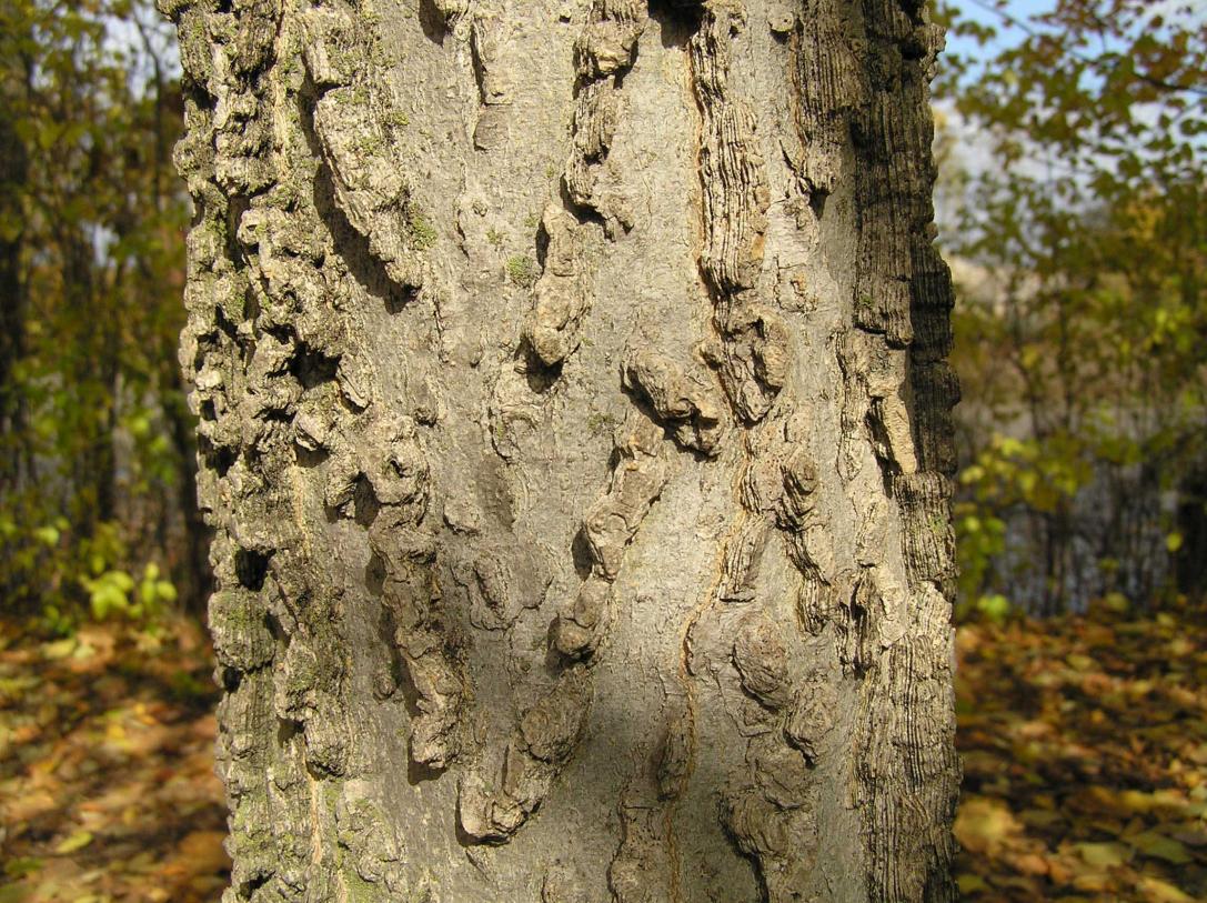 Tree bark