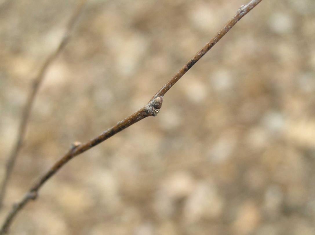 Tree bud