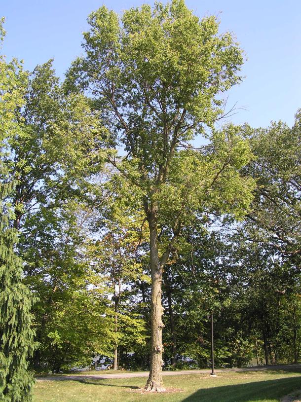 Tree habit