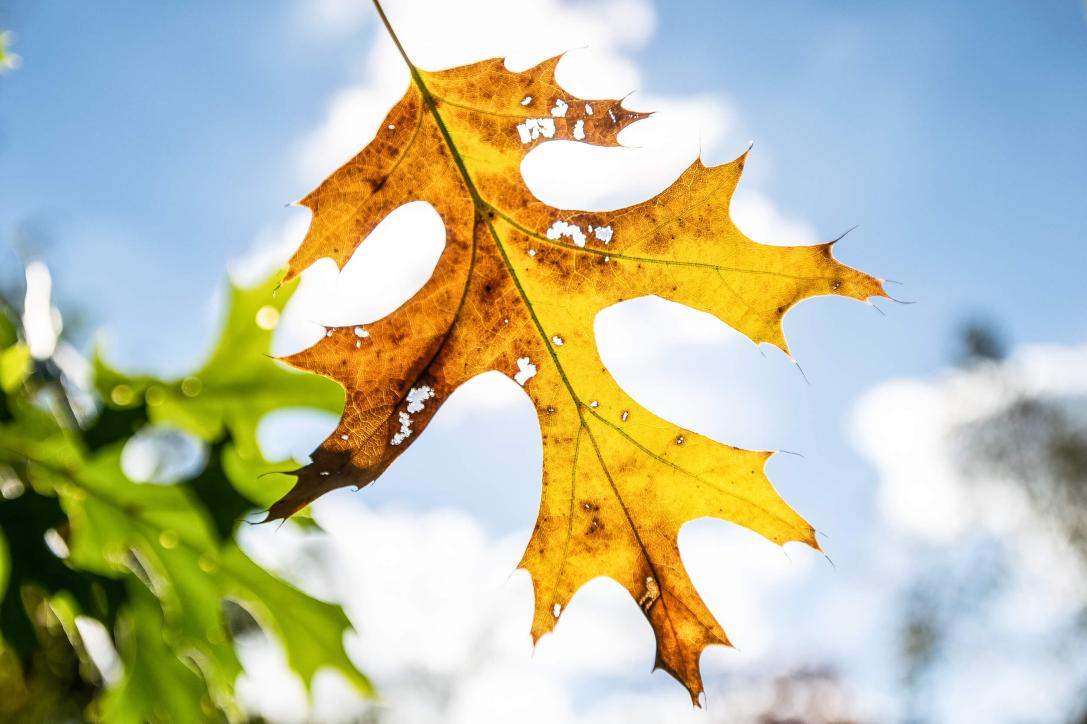 Tree leaves