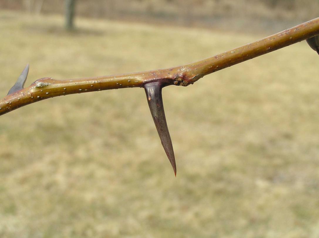 Tree branch