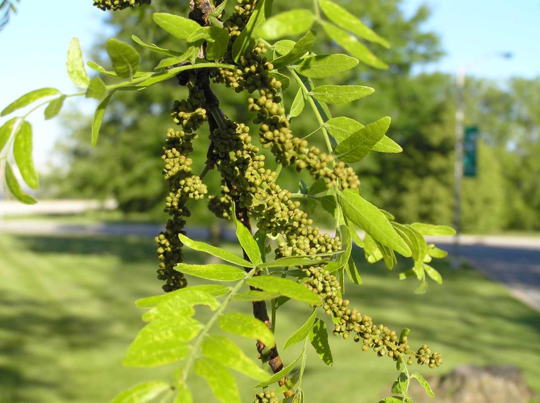 Tree flower