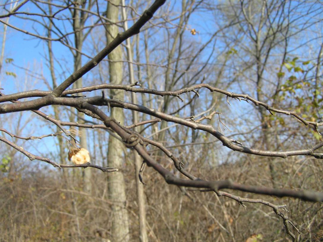 Tree branch