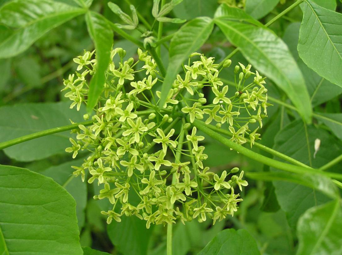 Tree flower