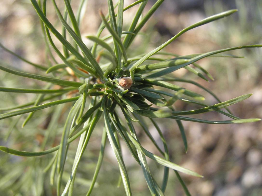 Tree bud