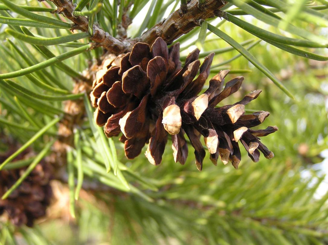 Tree fruit