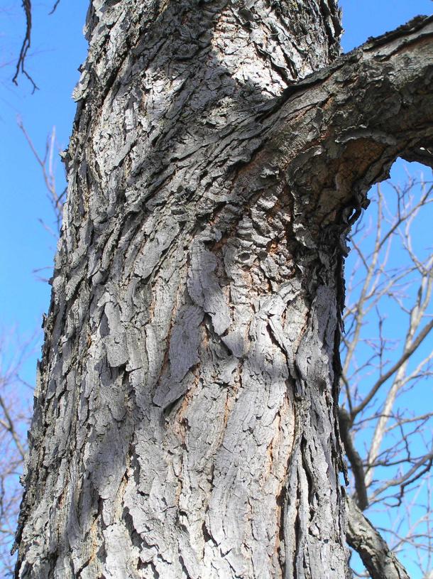 Tree bark