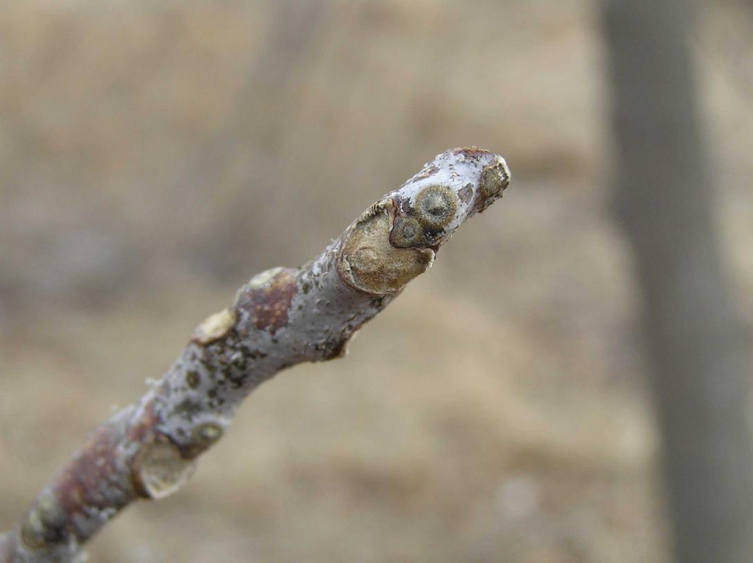 Tree bud
