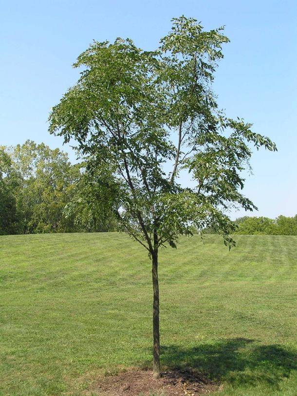 Tree habit