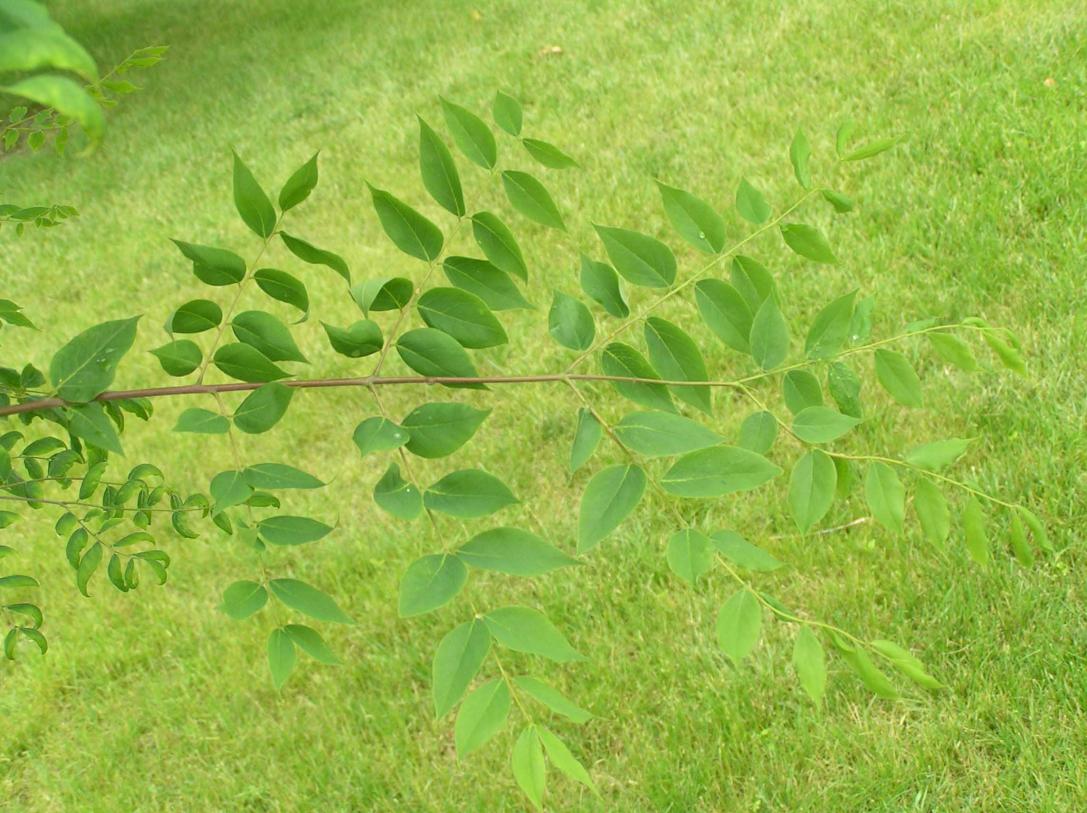 Tree leaves