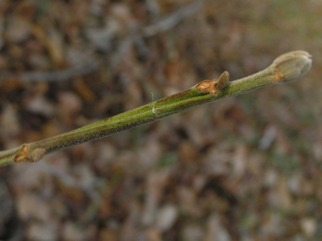 Tree branch