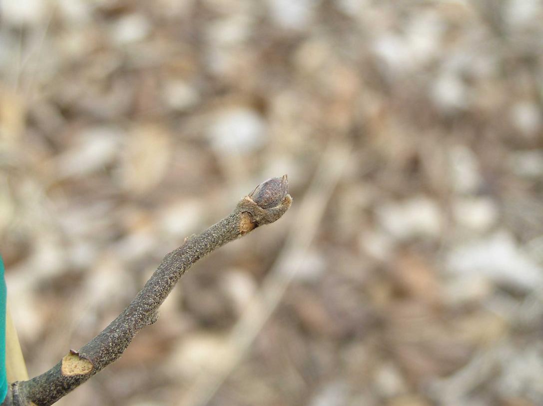 Tree bud
