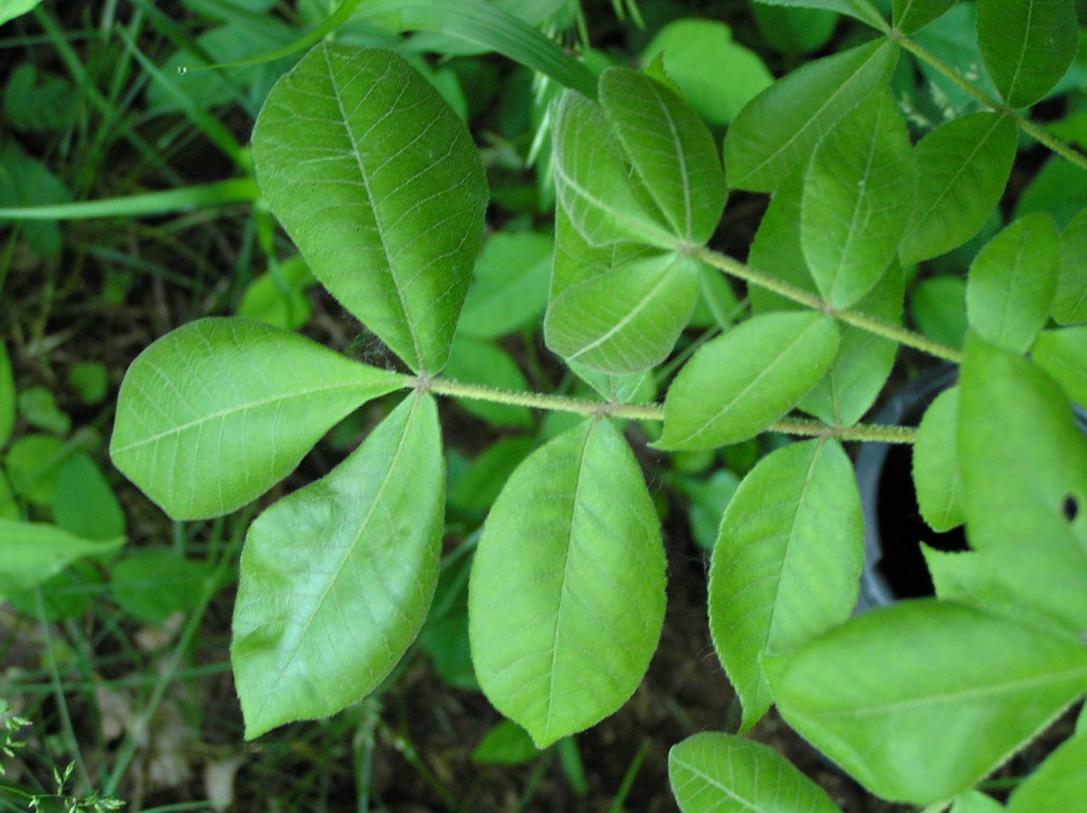 Tree leaves