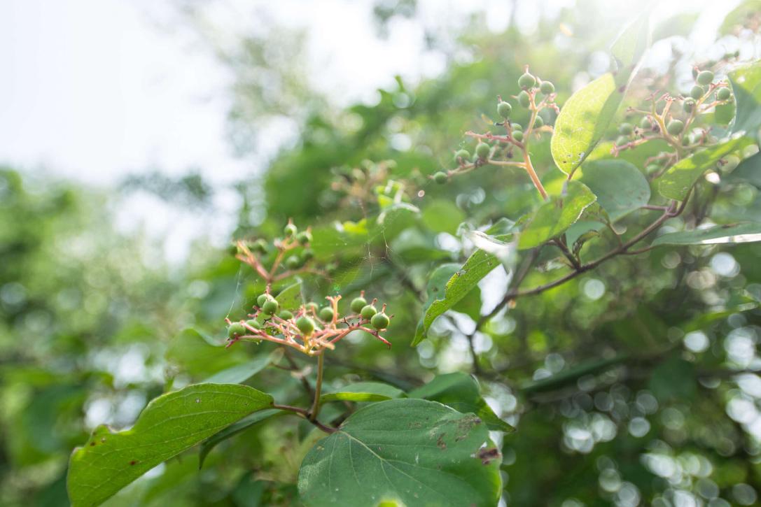 Tree leaves