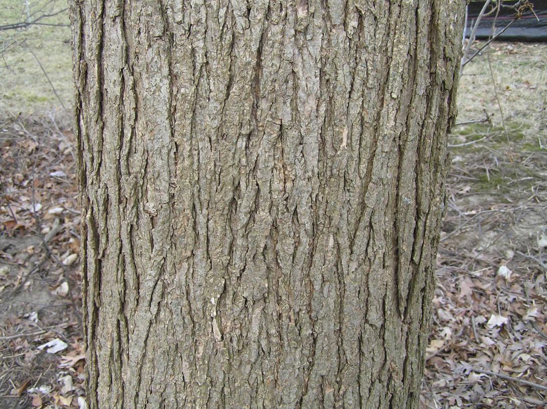 Tree bark