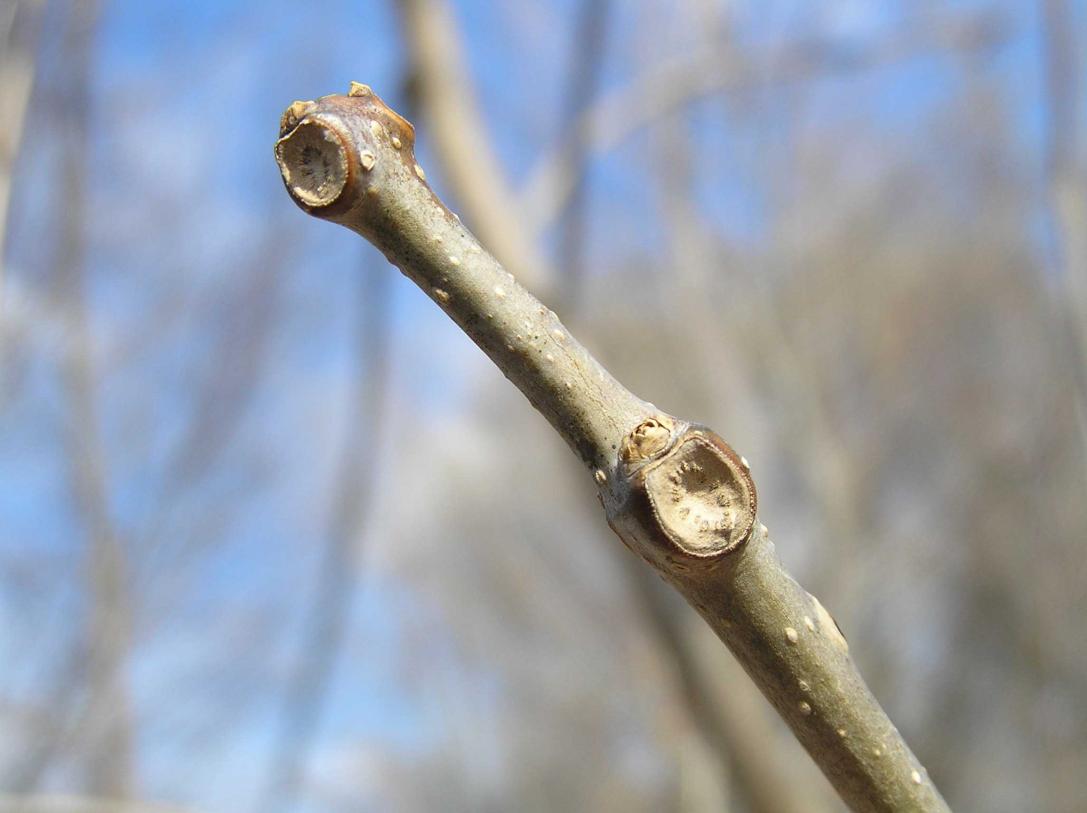 Tree bud
