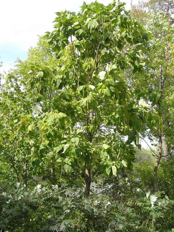 Tree habit