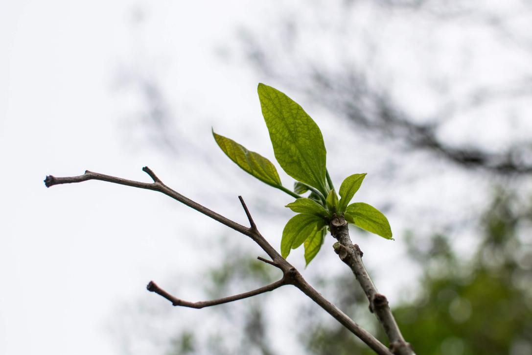 Tree leaves in spring