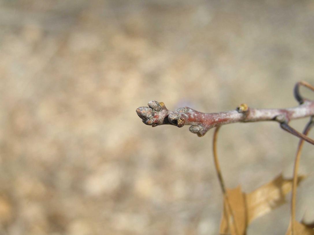 Tree bud