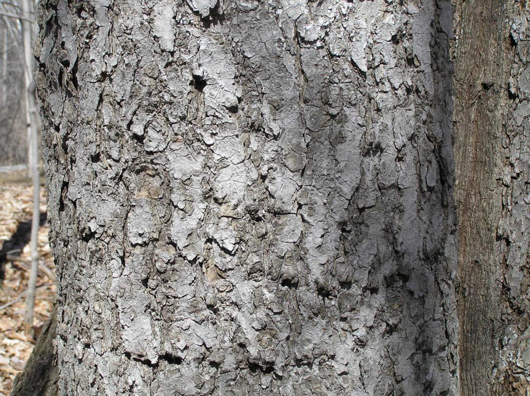 Tree bark