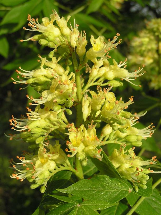 Tree flower