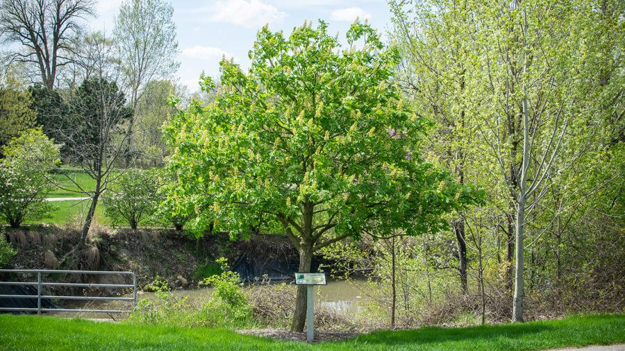 Tree habit