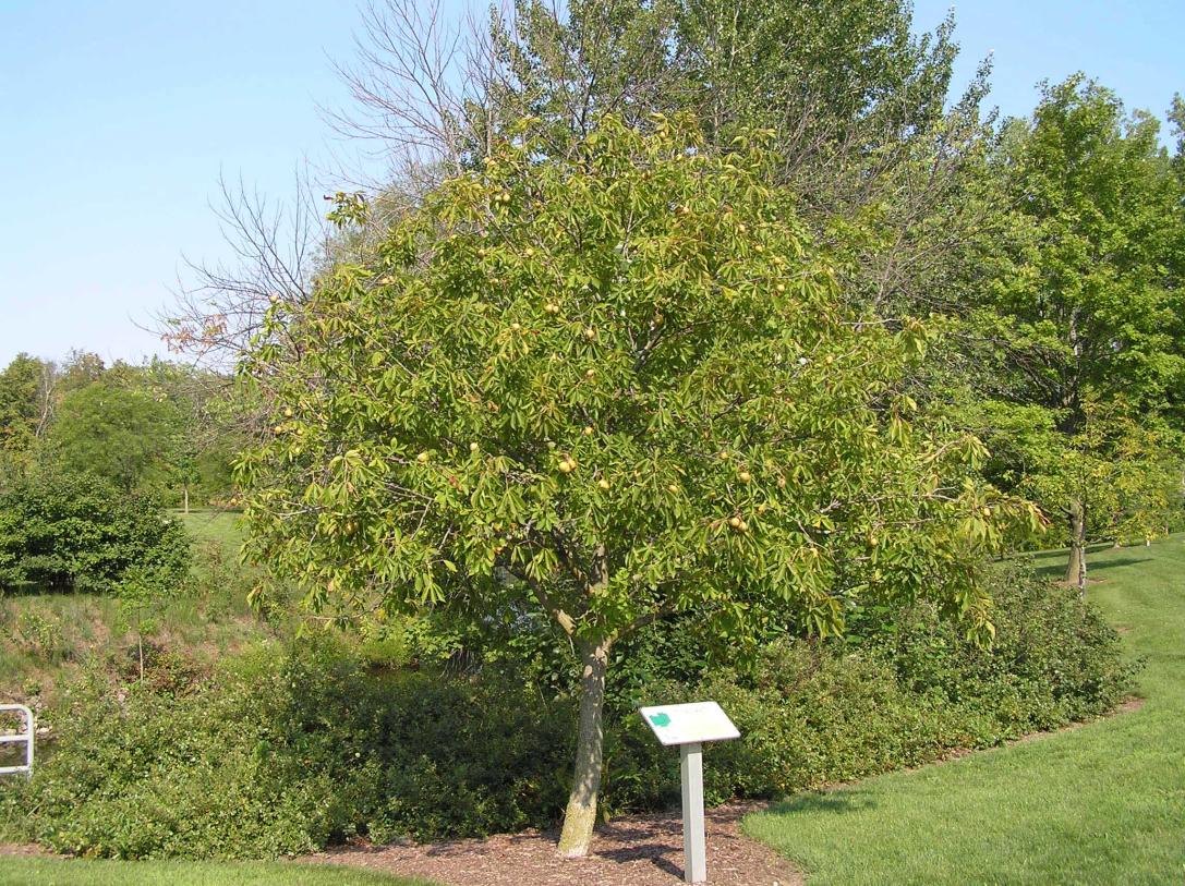 Tree habit