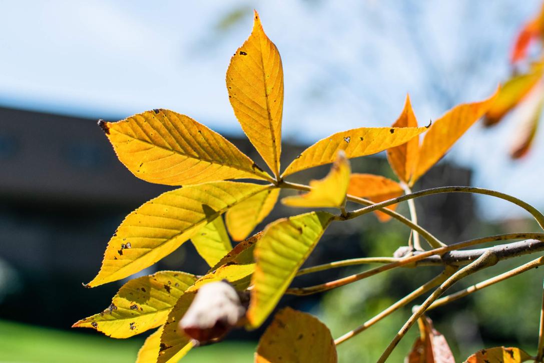 Tree leaves